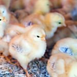 The Journey of Meat: From Farm to Table